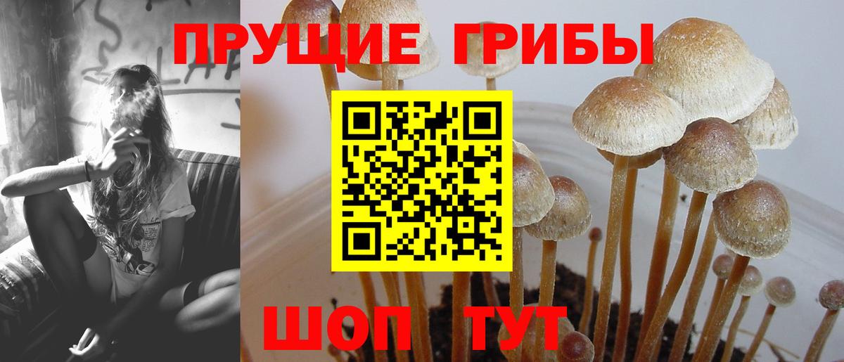Псилоцибиновые грибы GOLDEN TEACHER Красный Сулин